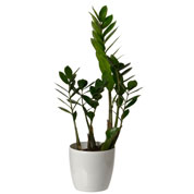 Zamioculcas + Cache pot Blanc /